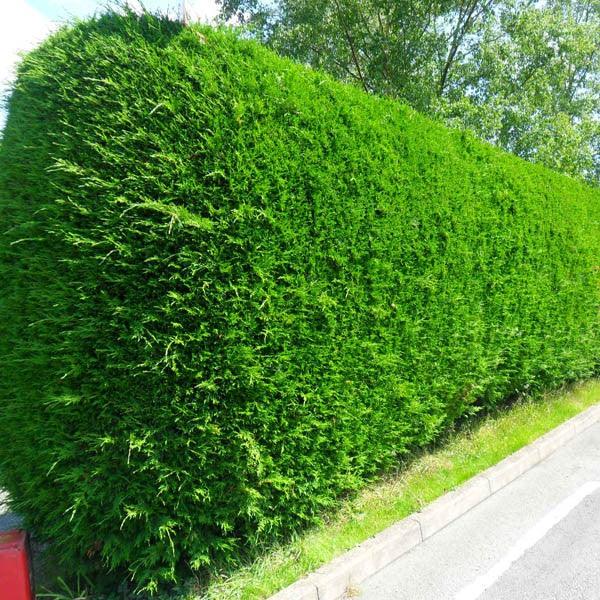 Chiparos leylandii 2.20 - 2.40 m  x Cupressocyparis leylandii