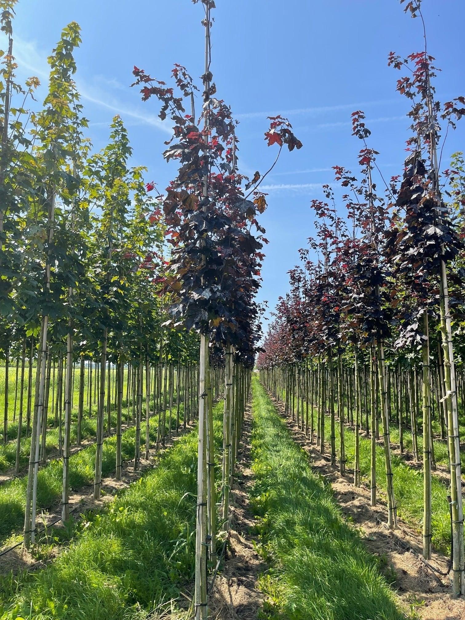 "Royal Red" 2.00 - 2.50 m Acer platanoides "Royal Red"
