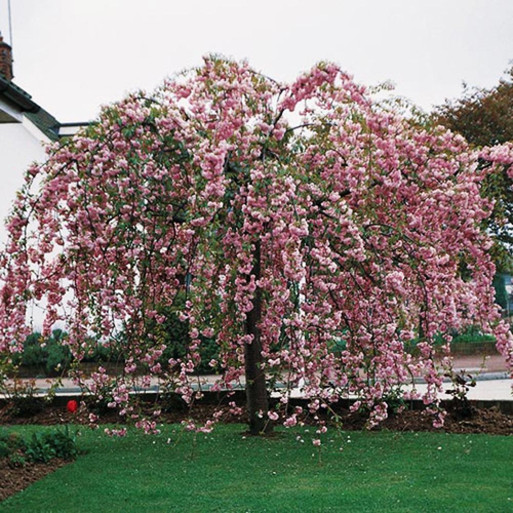 Japanese pendulous cherry Kiku - Shidare - Zakura" 2.00 - 2.50 m Prunus serrulata "Kiku - Shidare - Zakura"