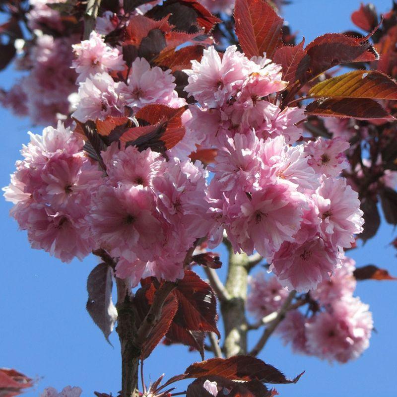 Japanese Cherry Royal Burgundy" 2.00 - 2.50 m Prunus serrulata "Royal Burgundy"