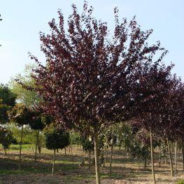 Japanese Cherry Royal Burgundy" 2.00 - 2.50 m Prunus serrulata "Royal Burgundy"
