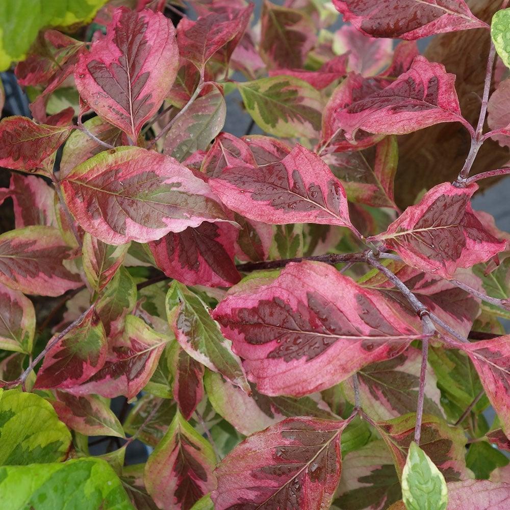 Variegata white hornbeam" 1.00 - 1.20 m Cornus controversa "Variegata"