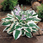 Hosta Patriot