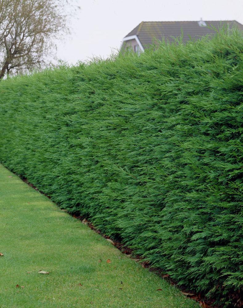 Cypress leylandii 2001" 1.70 - 2.00 mx Cupressocyparis leylandii "2001 - Pyramidalis"