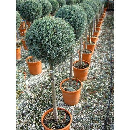 Fastigiata Arizona cypress 0.80 - 1.20 m Cupressus arizonica 'Fastigiata'