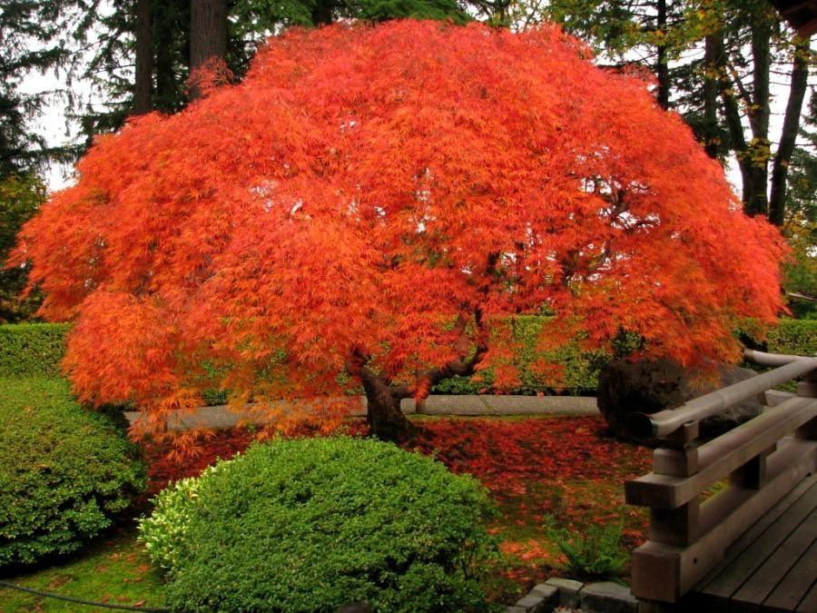 Japanese maple Viridis" 1.70 - 2.00 m Acer palmatum dissectum "Viridis"