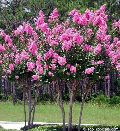 Indian Lilac Rosea Nova" 1.70 - 2.00 m Lagerstroemia Indica "Rosea Nova"