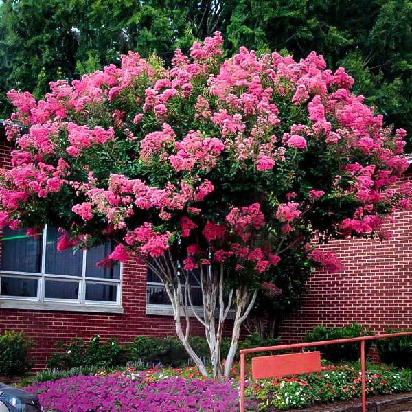 Indian Lilac Rosea Nova" 1.70 - 2.00 m Lagerstroemia Indica "Rosea Nova"