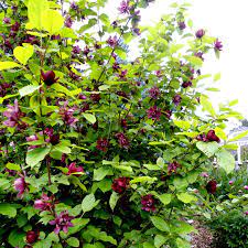 Calycanthus Aphrodite" 1.30 - 1.50 m Calycanthus x raulstonii "Aphrodite"