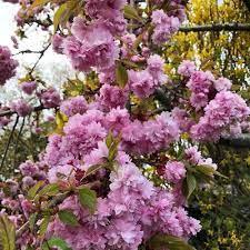Japanese pendulous cherry Kiku - Shidare - Zakura" 2.00 - 2.50 m Prunus serrulata "Kiku - Shidare - Zakura"