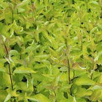 Corn Aurea" 0.60 -1.00 m  Cornus alba „Aurea”