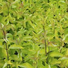 Corn Aurea" 0.60 -1.00 m Cornus alba „Aurea”