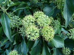 Iedera Arborescens" 0.60 - 0.80 m Hedera helix "Arborescens"