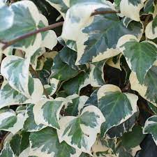 Iedera Elegantissima" 1.80 - 2.00 m Hedera helix "Elegantissima"