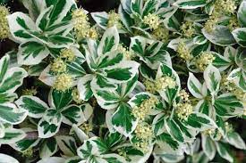 Japanese sage 'Emerald Gaiety' 0.20 - 0.40 m Euonymus fortunei 'Emerald Gaiety'