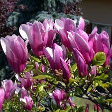 Magnolia Susan" 1.00 - 1.20 m Magnolia "Susan"