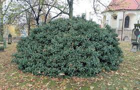 Iedera Arborescens" 0.60 - 0.80 m Hedera helix "Arborescens"