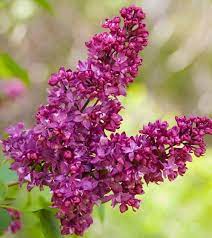 Liliac Charles Joly" 1.20 - 1.50 m Syringa vulgaris "Charles Joly"