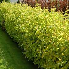 Corn Aurea" 0.60 -1.00 m Cornus alba „Aurea”