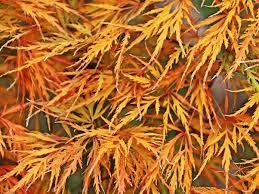 Japanese maple Viridis" 1.70 - 2.00 m Acer palmatum dissectum "Viridis"