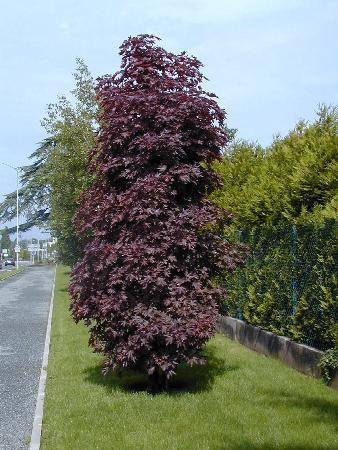 Red Maple Crimson Sentry" 1.75 - 2.00 m Acer platanoides "Crimson Sentry"