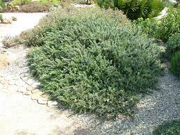 Rosemary "Boule" 0.50 - 0.70 m Rosmarinus officinalis "Boule"