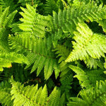Dryopteris affinis Crispa