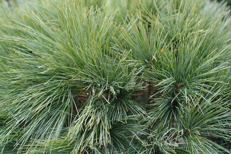 Pinus strobus "Nana" 1.00 - 1.50 m Pinus strobus "Nana"