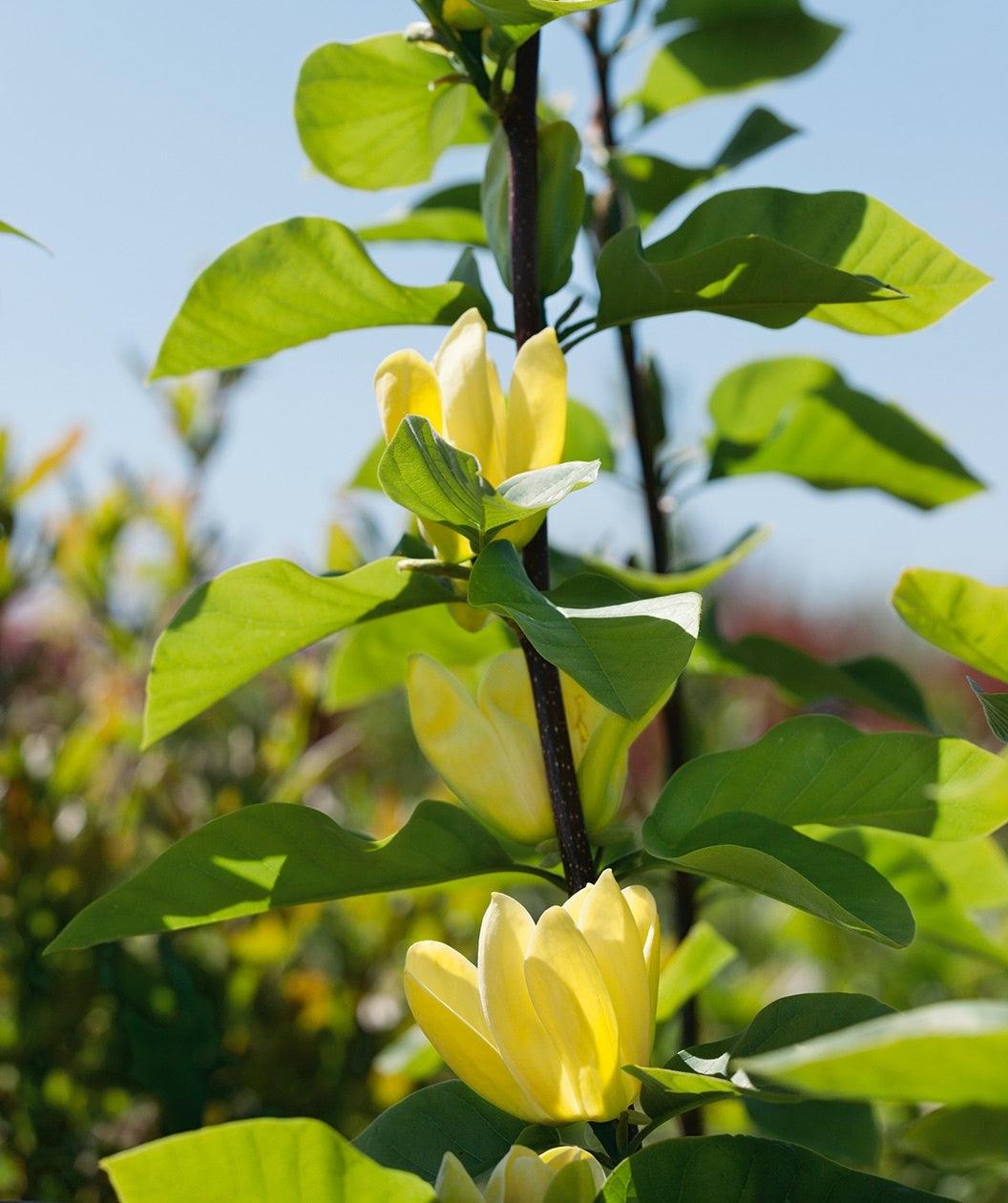 Yellow Magnolia Yellow Bird" 1.50 - 1.75 m Magnolia x "Yellow Bird"