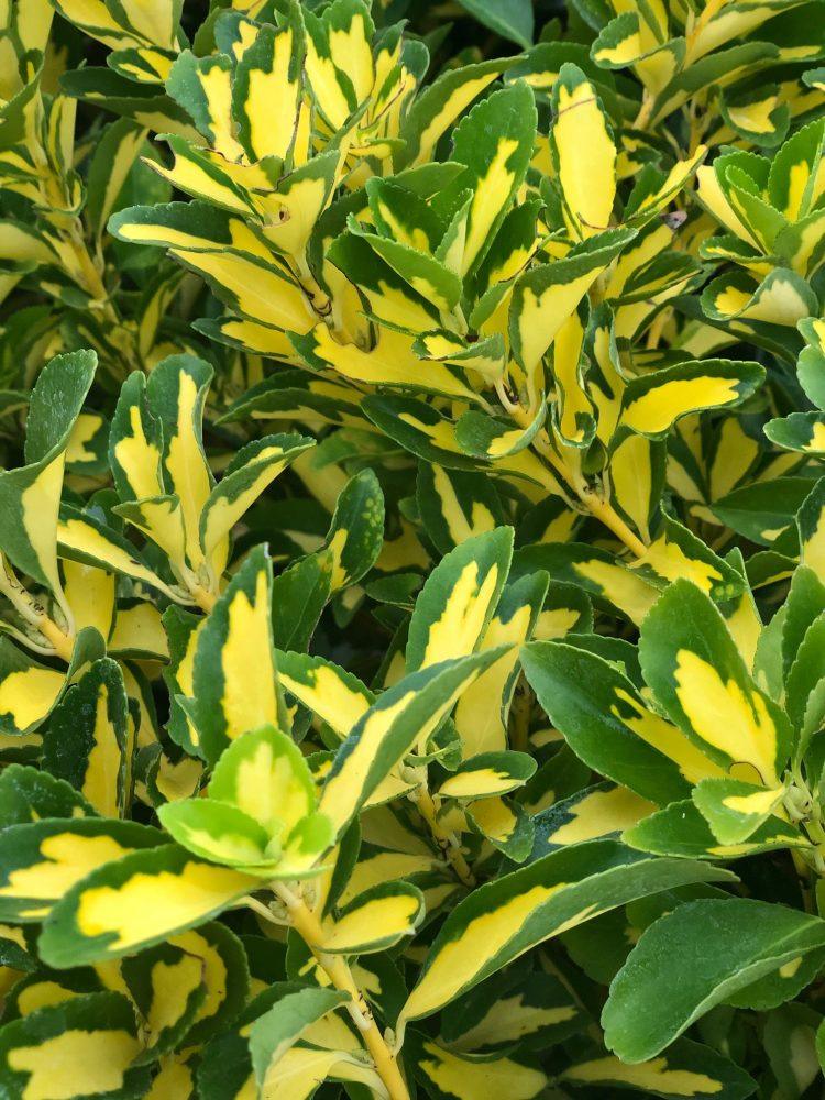 Japanese sage "Aureopictus" 0.60 -0.80 m Euonymus japonicus Aureopictus"