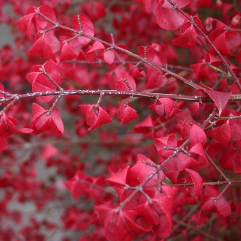 Euonymus alatus multi-stemmed 1.50 - 1.80 m Euonymus alatus