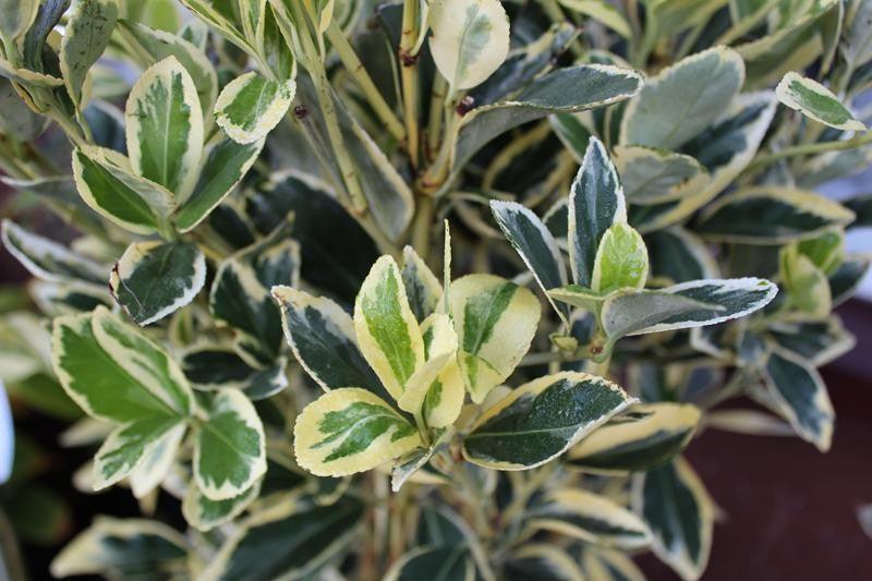 Salba japoneza Bravo" gard viu 0.80 - 1.20 m  Euonymus jap."Bravo"