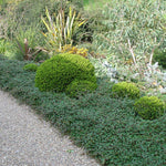 Barcoace 0.60 - 0.80 m  Cotoneaster salicifolius Repens"