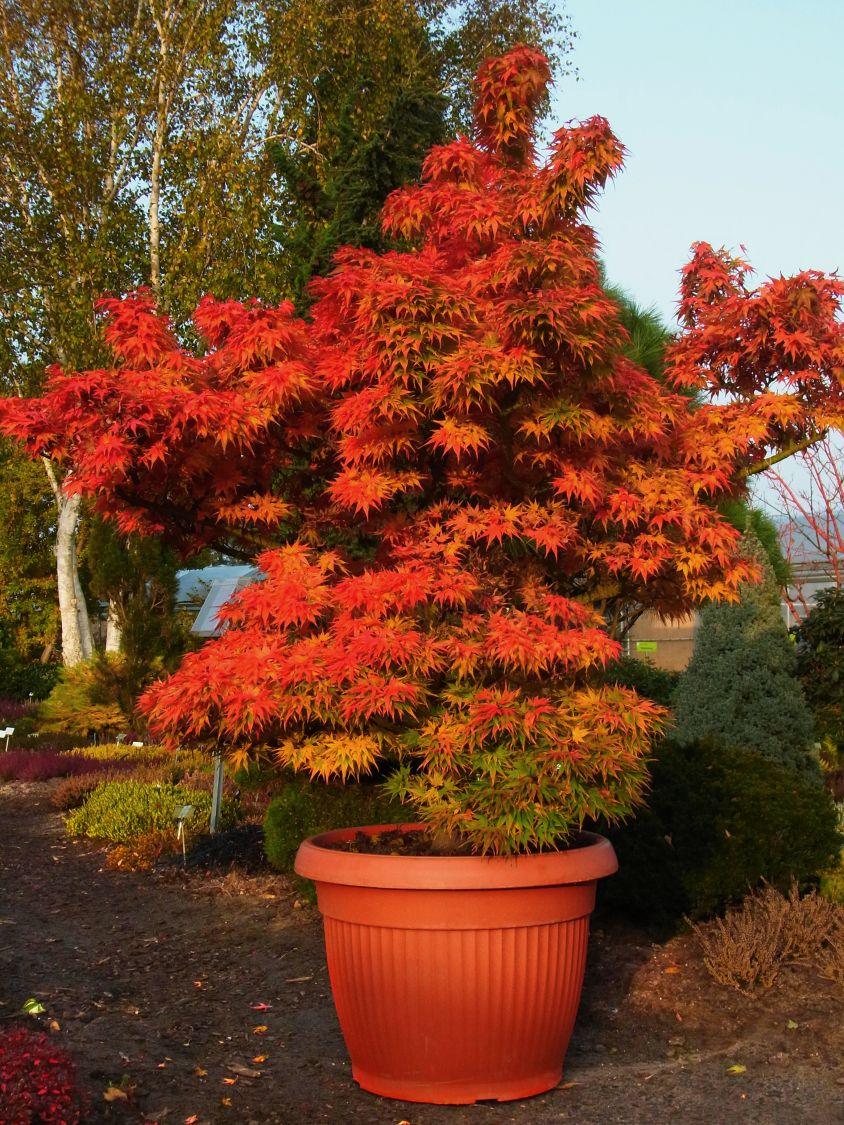Japanese maple Mikawa Yatsubusa" 0.60 - 0.80 m Acer palmatum "Mikawa Yatsubusa"