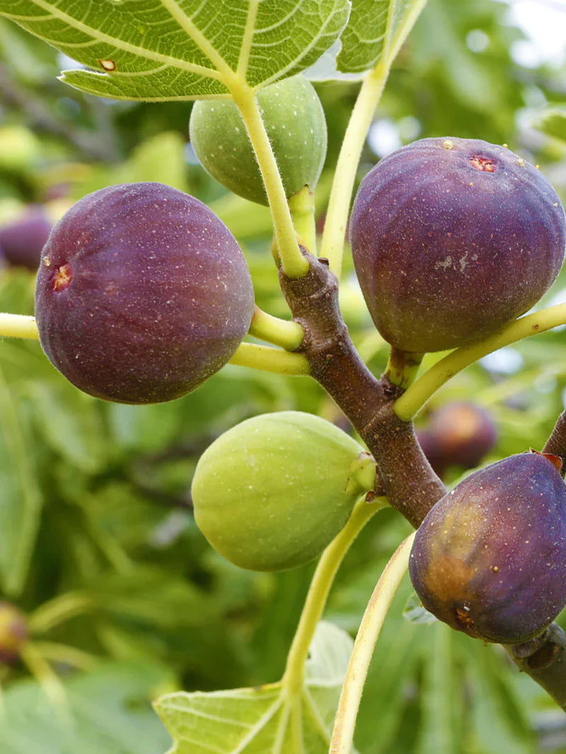 Fig "Brown Turkey" 1.50 - 2.00 m Ficus carica "Brown Turkey"