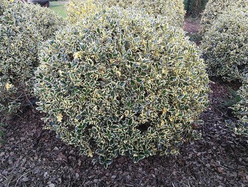 Holy laurel "Argenteomarginata" ball 0.80 -1.00 m Ilex aquifolium Argenteomarginata"