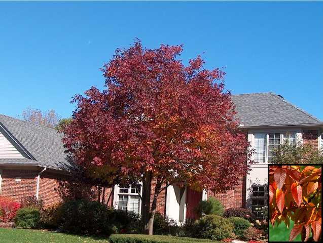 Ash Autumn Purple" 2.00 - 2.50 m Fraxinus americana "Autumn Purple"