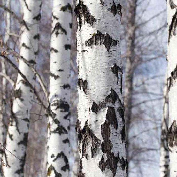 Silver birch 3.00 - 4.00 m Betula pendula