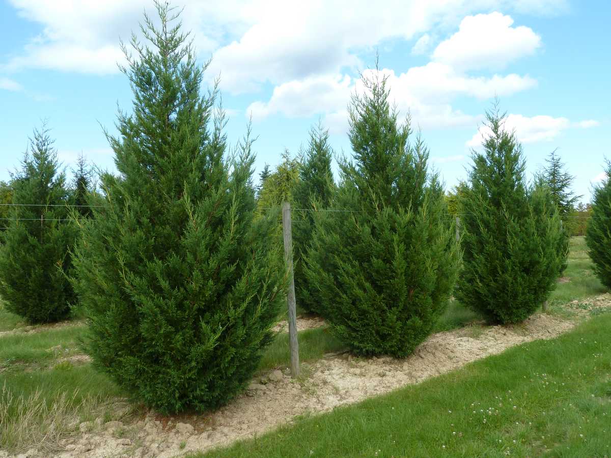 Cypress leylandii 2001" 1.70 - 2.00 mx Cupressocyparis leylandii "2001 - Pyramidalis"