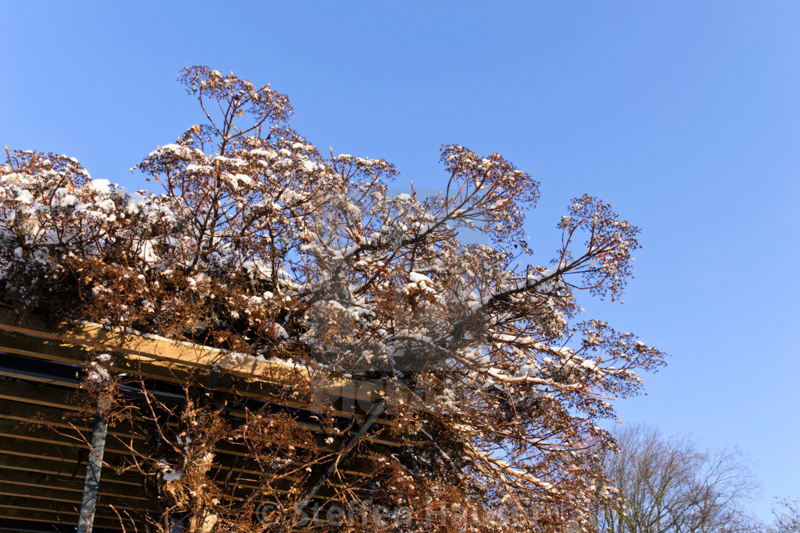 Climbing hydrangea 1.00 - 1.30 m Hydrangea petiolaris