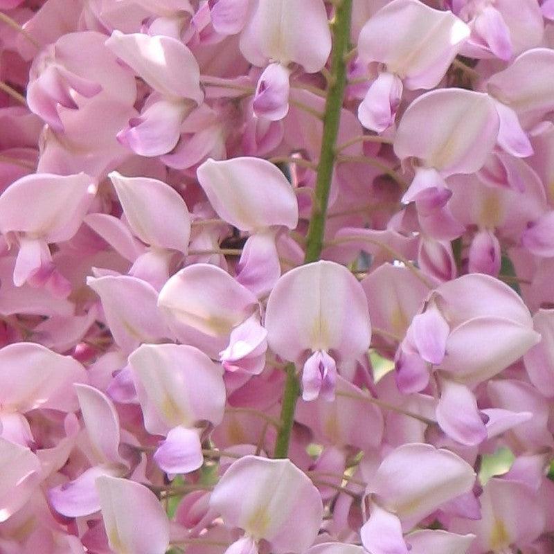 Wisteria chinensis "Rosea" 2.00 m Wisteria chinensis "Rosea"
