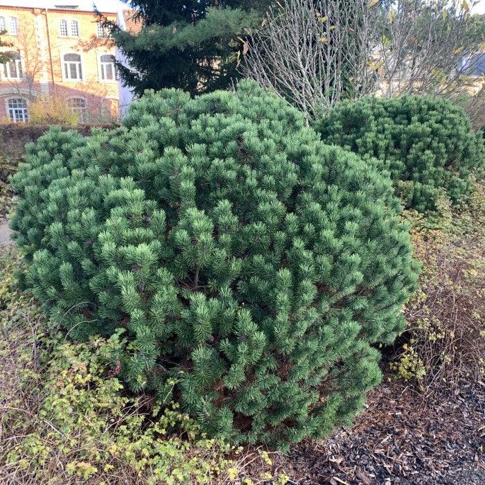 Pin pitic Gnom" 0.50 m - 0.80 m Pinus mugo "Gnom"