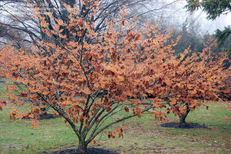 Witch's nut Jelena" 0.80 - 1.20 m Hamamelis x intermedia"Jelena"