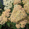 Achillea millefolium Hoffnug