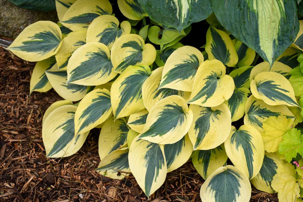 Hosta Shadowland Autumn Frost