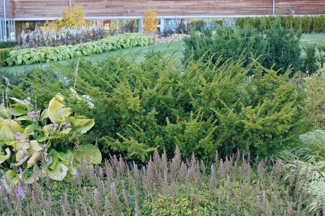 Yew Green Mountain" 1.00 - 1.20 m Taxus x media "Green Mountain"