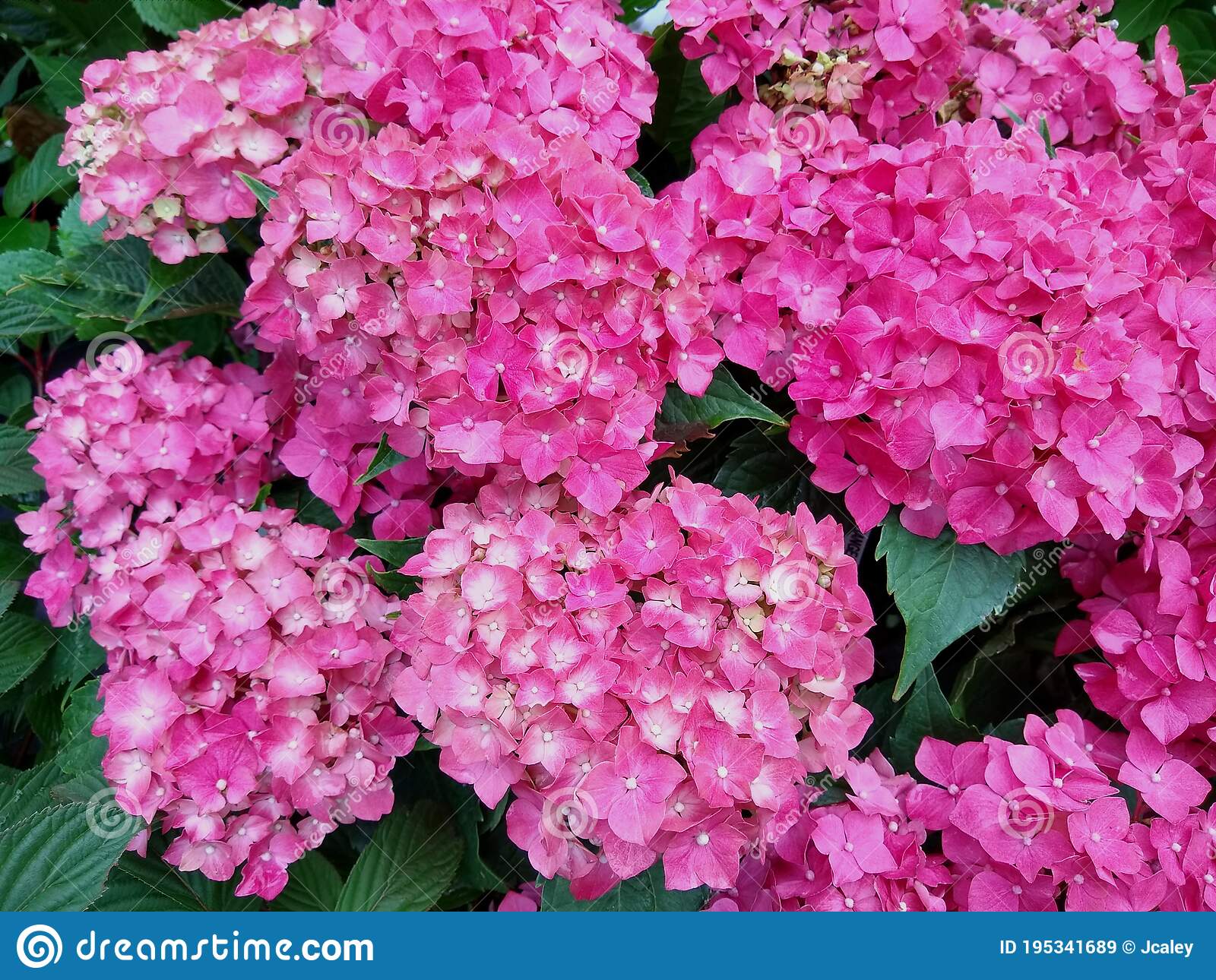 Hydrangea Maman Rose" 0.50 - 0.70 m Hydrangea macr. "Maman Rose"