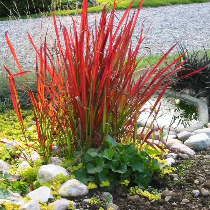 Imperata Red Baron" 0.30 - 0.40 m Imperata cylindrica "Red Baron"