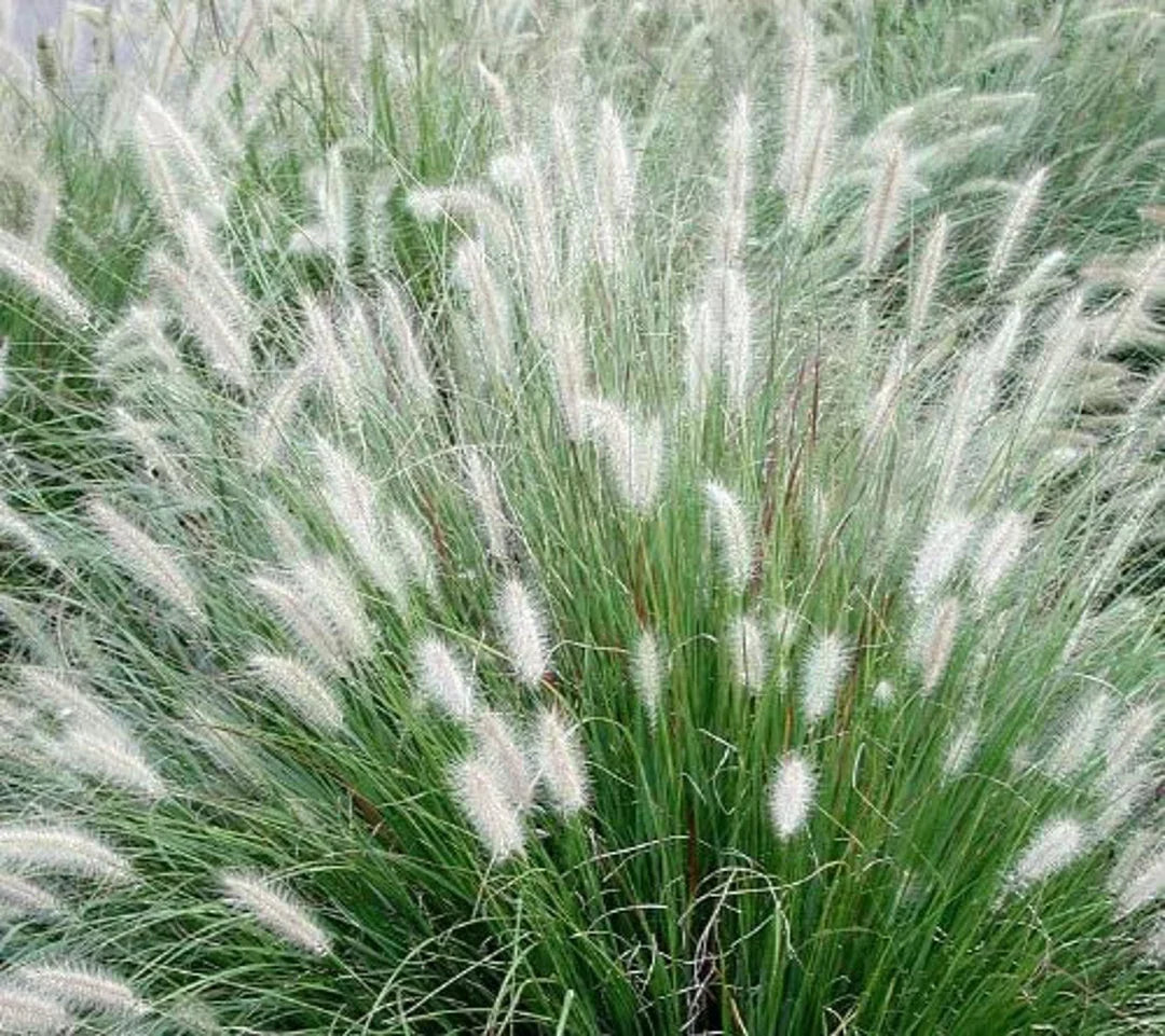 Pennisetum alopecuroides Little Bunny" 0.20 - 0.30 m Pennisetum alopecuroides "Little Bunny"