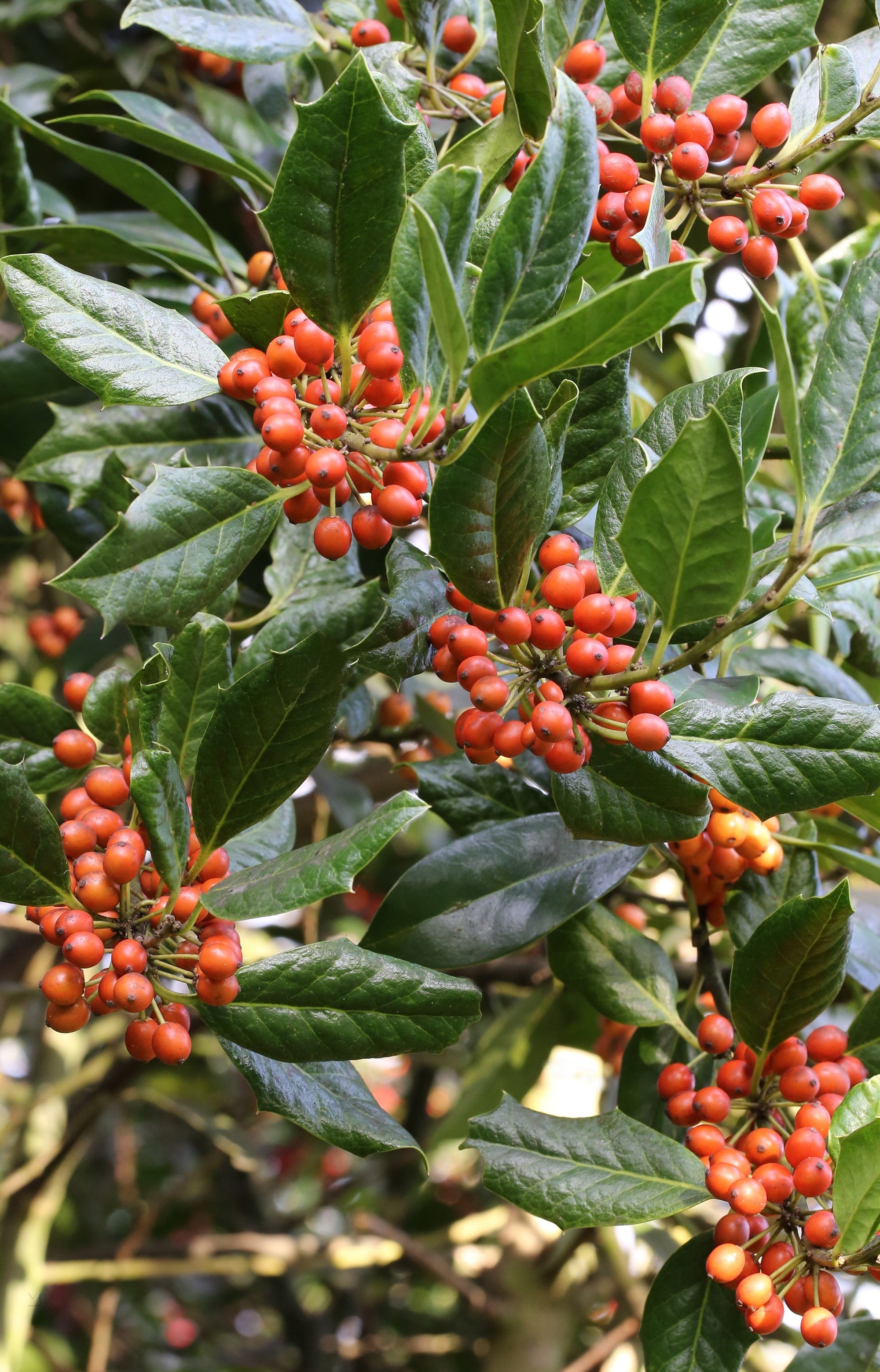 Ilex Nellie R.Stevens" 0.50 - 0.70 m Ilex mutchagara "Nellie R.Stevens"